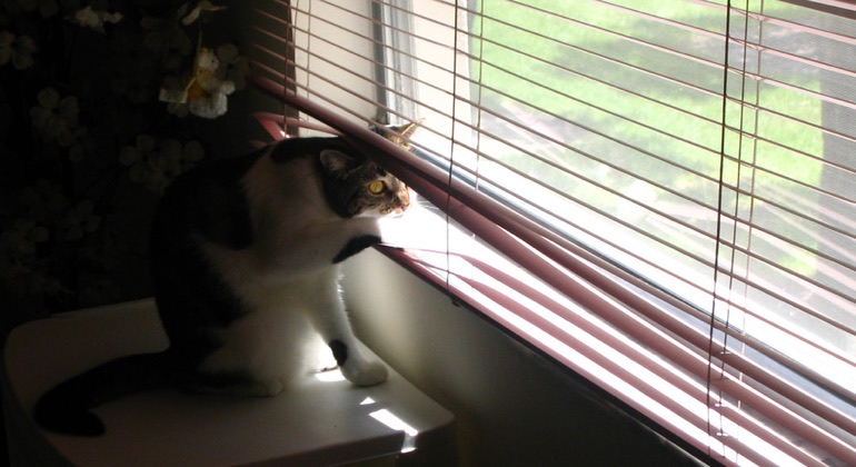 Cat peeking through metal blinds in Clearwater.
